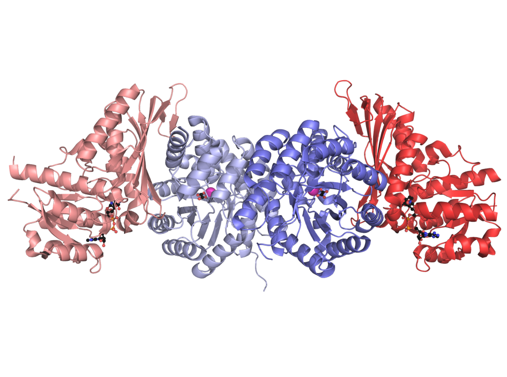 Pseudomonas aldolase–dehydrogenase assembly PDB 1NVM